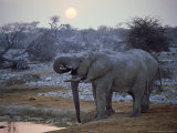 African Elephant, Namibia Photographie par Olaf Broders