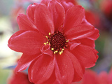 Dahlia Bishop of Llandaff, Close-up of Red Flower Photographie par Lynn Keddie