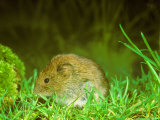 Field Vole, Microtus Agrestis Lámina fotográfica por David Boag