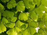 Adiantum Raddianum Fragrans (Maidenhair Fern) Fotografie-Druck von Susie Mccaffrey
