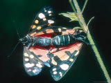 Scarlet Tiger Moth, Mating, UK Fotografisk trykk av Mike Birkhead