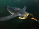 King Penguin, Sub Antarctic Lámina fotográfica por Tobias Bernhard King Penguin, Sub Antarctic Lámina fotográfica por Tobias Bernhard