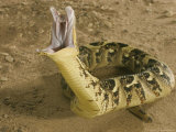 Puff Adder, Striking, UK Lámina fotográfica por Tony Allen Puff Adder, Striking, UK Lámina fotográfica por Tony Allen