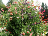 Lathyrus Odoratus (Sweet Pea), Annual Climber Lámina fotográfica por Michele Lamontagne