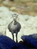 Goat, Standing, Andalucia, Spain Lámina fotográfica por Olaf Broders Goat, Standing, Andalucia, Spain Lámina fotográfica por Olaf Broders