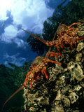 Red Crayfish, New Zealand Photographie par Tobias Bernhard
