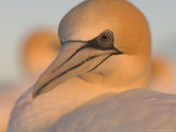 Australian Gannet, Portrait, New Zealand Photographie par Tobias Bernhard