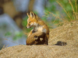 Red Fox, Cub Sitting Outside, Colorado Lámina fotográfica por David Boag Red Fox, Cub Sitting Outside, Colorado Lámina fotográfica por David Boag