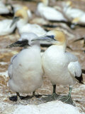 Australian Gannet, Female and Chick, New Zealand Photographic Print by Tobias Bernhard