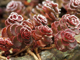 Sedum Spurium 