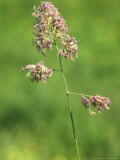 Cockfoots Grass, Flowering Seed Head Fotografisk trykk av David Boag Cockfoots Grass, Flowering Seed Head Fotografisk trykk av David Boag