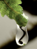 Koru, Fern Sprout Reflection in Raindrop, New Zealand Fotografisk trykk av Tobias Bernhard Koru, Fern Sprout Reflection in Raindrop, New Zealand Fotografisk trykk av Tobias Bernhard