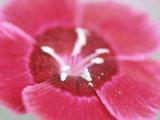 Dianthus Red Dwarf (Pinks) Lámina fotográfica por Lynn Keddie Dianthus Red Dwarf (Pinks) Lámina fotográfica por Lynn Keddie