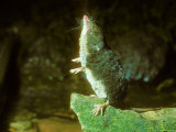 Water Shrew, Hunting Lámina fotográfica por David Boag