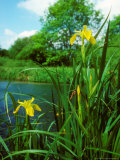 Yellow Iris, Flowering Fotografisk trykk av David Boag Yellow Iris, Flowering Fotografisk trykk av David Boag