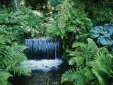 Shallow Waterfall and Stream Shady Planting of Hosta, Fern Fernhill, Ireland (Near Dublin) Lámina fotográfica por Martine Mouchy