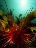 Sea Urchin, New Zealand Fotografie-Druck von Tobias Bernhard