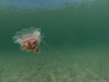 Jellyfish, New Zealand Lámina fotográfica por Tobias Bernhard