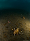Giant Isopod, Underwater, Sub Antarctic Fotografisk trykk av Tobias Bernhard Giant Isopod, Underwater, Sub Antarctic Fotografisk trykk av Tobias Bernhard