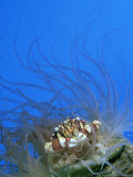 Swimmer Crab, Sheltering in Anemone, Tonga Fotografisk tryk af Tobias Bernhard