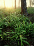 Pine Forest Sunrise, USA Fotografisk trykk av Olaf Broders Pine Forest Sunrise, USA Fotografisk trykk av Olaf Broders