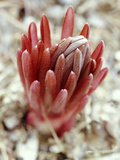 Eremurus Buds (Desert Candle), February Perennial Lámina fotográfica por Lynn Keddie