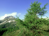 European Larch, June, Switzerland Fotografisk trykk av Werner Bollmann European Larch, June, Switzerland Fotografisk trykk av Werner Bollmann