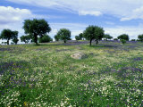 Flower Meadow with Oak Trees, Spain Fotografisk trykk av Olaf Broders Flower Meadow with Oak Trees, Spain Fotografisk trykk av Olaf Broders