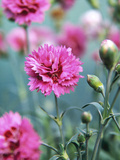 Dianthus Morning Star (Pinks), Pink Flowers on Atop Stems, Whetman Pinks Ltd National Collection Lámina fotográfica por Lynn Keddie Dianthus Morning Star (Pinks), Pink Flowers on Atop Stems, Whetman Pinks Ltd National Collection Lámina fotográfica por Lynn Keddie