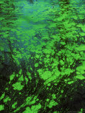 Algae on Surface of Dark Water Photographic Print by David Boag
