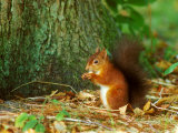 Red Squirrel, Feeding Photographie par David Boag