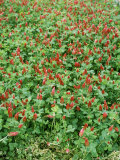 Trifolium Incarnatum (Crimson Clover) in Flower Lámina fotográfica por Michele Lamontagne