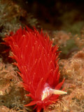 Tobias Bernhard - Nocturnal Nudibranch, New Zealand - Fotografik Baskı Tobias Bernhard - Nocturnal Nudibranch, New Zealand - Fotografik Baskı