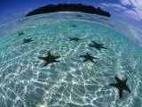 Horned Sea Star in Shallows Photographie par Tobias Bernhard