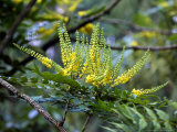 Mahonia X Media "Charity" (Oregan Grape), December Photographic Print by Susie Mccaffrey