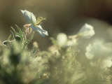 Prairie Evening-Primrose, Flowering, California Photographic Print by Olaf Broders