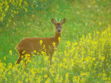Roe Deer, Standing Photographic Print by David Boag