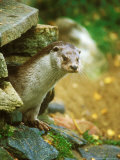 European Otter, Lutra Lutra Lámina fotográfica por David Boag European Otter, Lutra Lutra Lámina fotográfica por David Boag