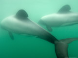 Hectors Dolphin, New Zealand Lámina fotográfica por Tobias Bernhard