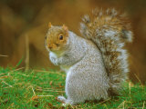 Grey Squirrel, Sciurus Carolinensis Photographic Print by David Boag