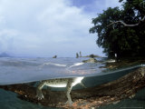 Saltwater Crocodile, Papua New Guinea Lámina fotográfica por Tobias Bernhard