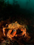 Antarctic Crab, Sub Antarctic Lámina fotográfica por Tobias Bernhard Antarctic Crab, Sub Antarctic Lámina fotográfica por Tobias Bernhard