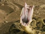 Puff Adder, Striking, UK Lámina fotográfica por Tony Allen Puff Adder, Striking, UK Lámina fotográfica por Tony Allen