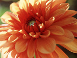 Dahlia Mummies Favourite, Close-up of Orange Flower Photographie par Lynn Keddie