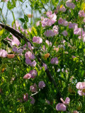 Lathyrus Odoratus Janet Scott (Sweet Pea), Pink Flowers Covering a Frame Lámina fotográfica por Susie Mccaffrey