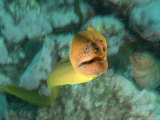 Yellow Moray Eel, Poor Knights Marine Reserve, New Zealand Fotografie-Druck von Tobias Bernhard