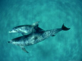 Atlantic Spotted Dolphin, Pair, Bahamas Lámina fotográfica por Tobias Bernhard Atlantic Spotted Dolphin, Pair, Bahamas Lámina fotográfica por Tobias Bernhard