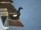 Black Guillemot, Nesting Fotografisk trykk av David Boag Black Guillemot, Nesting Fotografisk trykk av David Boag