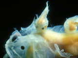 Angler Fish, Female with 2 Parasitic Males on Back, UK Fotografisk trykk av Clive Bromhall Angler Fish, Female with 2 Parasitic Males on Back, UK Fotografisk trykk av Clive Bromhall