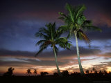 Coconut Palm, Florida, USA Photographic Print by Olaf Broders